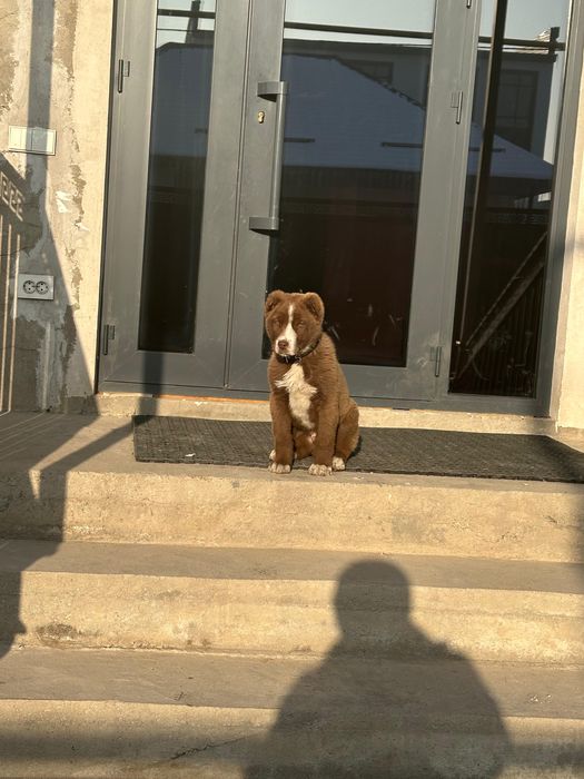 Щенок казахский тобет