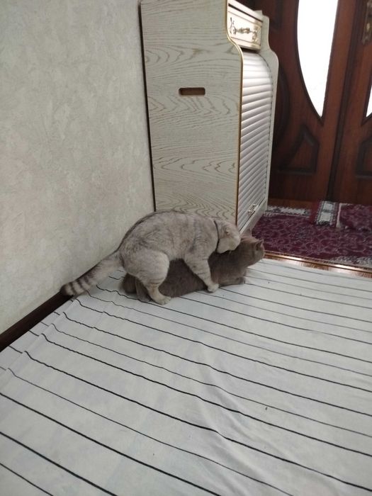 Вязка скотиш фолд Серебристая шиншилла .кот НЕ ПРОДАЁТСЯ.