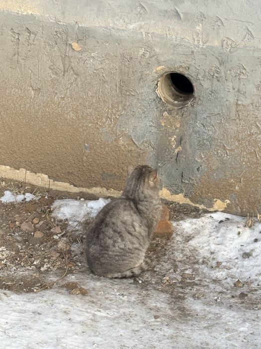 Кошка пристройство