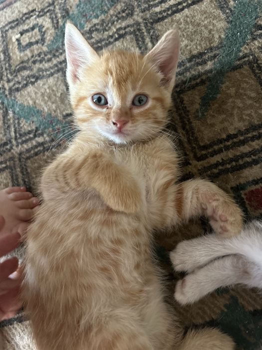 Котята в доьрые руки !!!