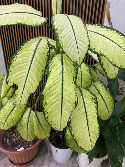 Цветы можете на ватсап написать