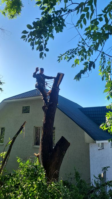 Спил деревев Агаш кесемыз