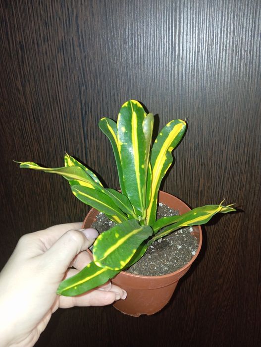 Продам Драцена, Крассула, Подокарпус Наги, Пальма Ховея, Кодиеум