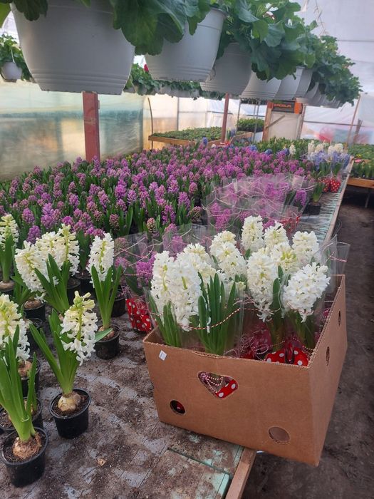 Zambile de vanzare bulbi19+