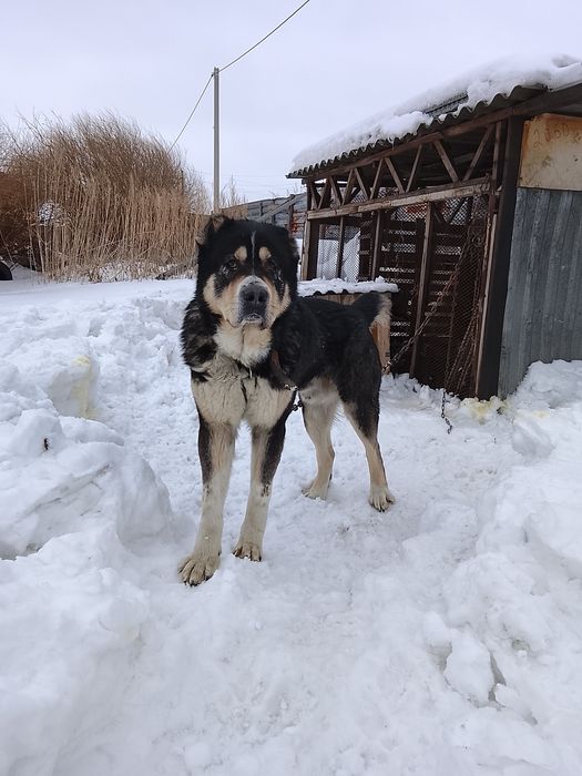 Продается алабай