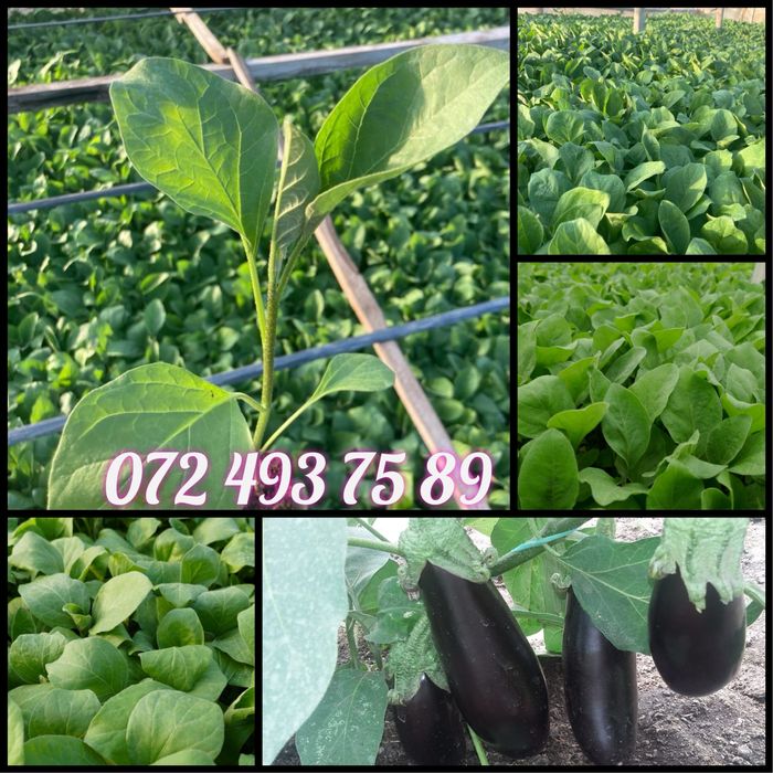 Rasaduri de legume la pret de producator! Rasad rosii, ardei, vinete