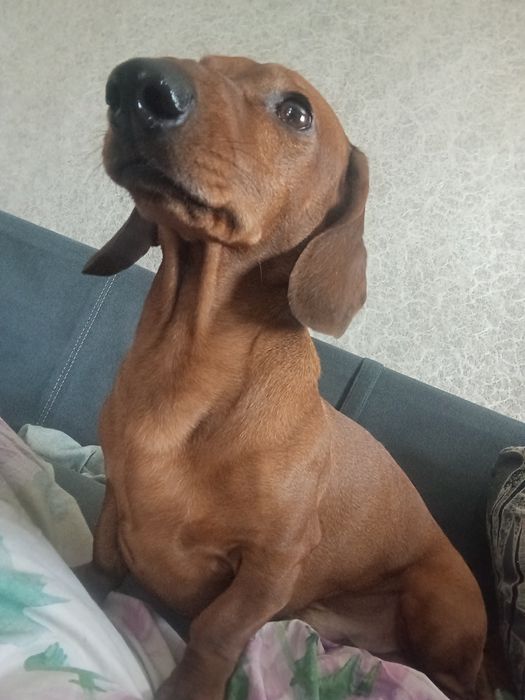 Такса, мальчик по имени Джерри ищет девочку