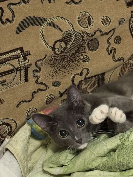 отдам кошку в хорошие руки