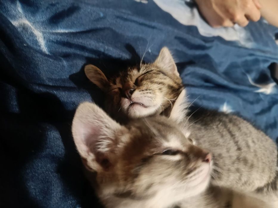 Отдам котят, бесплатно