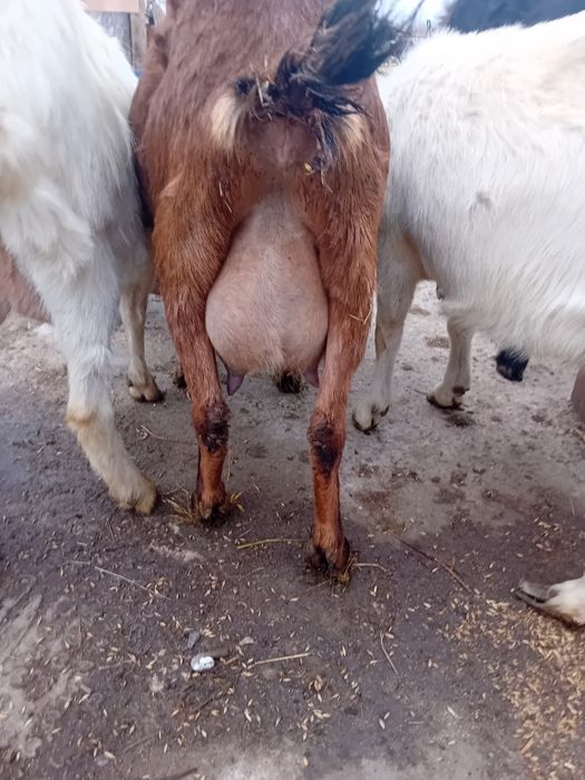 Alpina franceza fatata