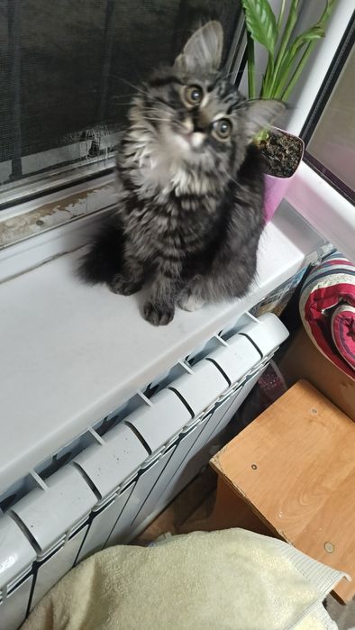 Отдам бесплатно кошечку
