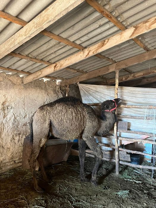 Түйе сатылады еркек