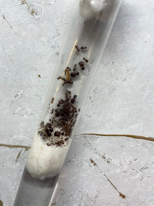 Муравьи  для новичков Жнецы