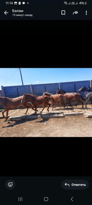 Жемде тұрған тайлар сатылады.