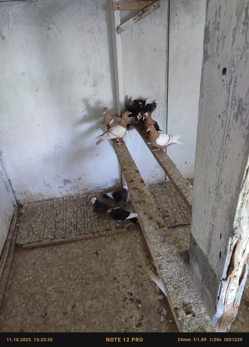 Голуби попы снегири белокрылые кептер