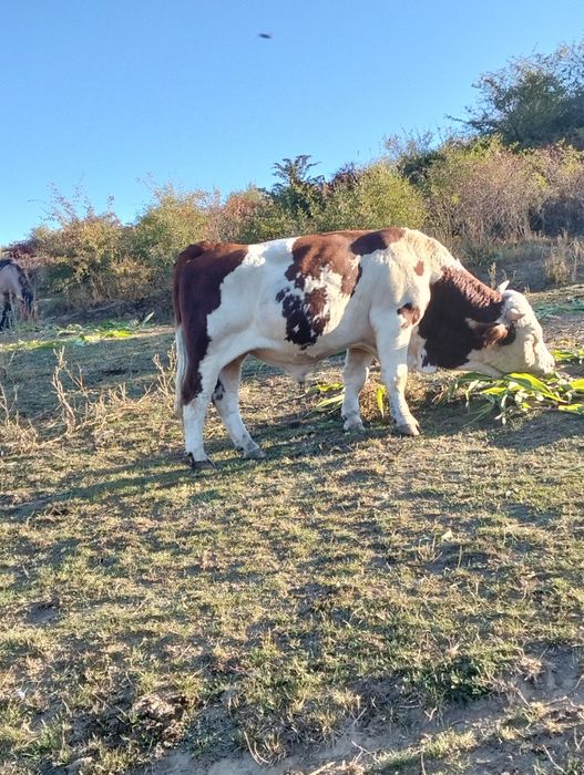 Taur de vânzare Bălțată Românească
