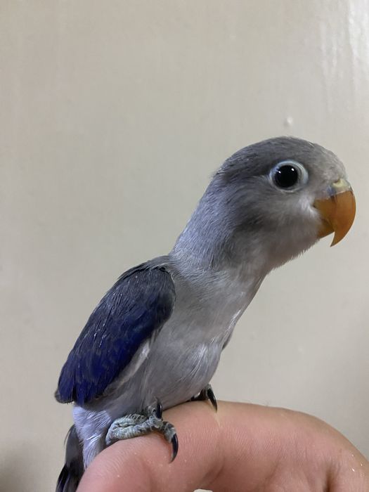 Ruchnoy papugay sotiladi nerazluchniki