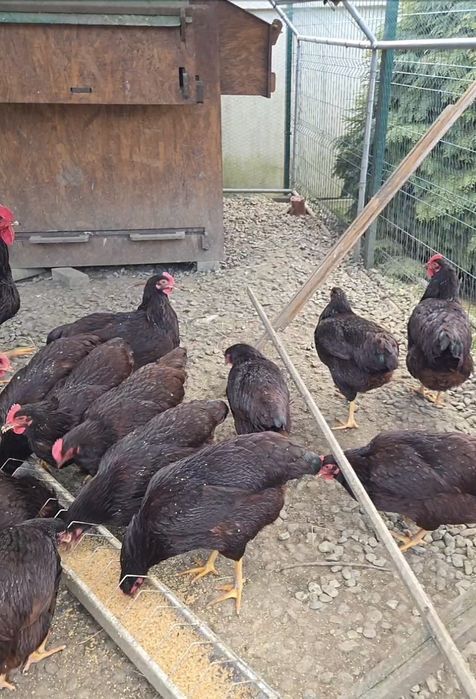 Vând ouă de găină pentru incubat. Preț avantajos!