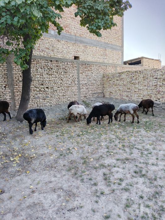 Moda qõylar sotiladi
