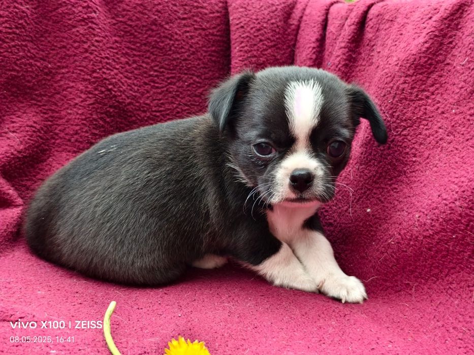 Очаровательные щенки чихуахуа.