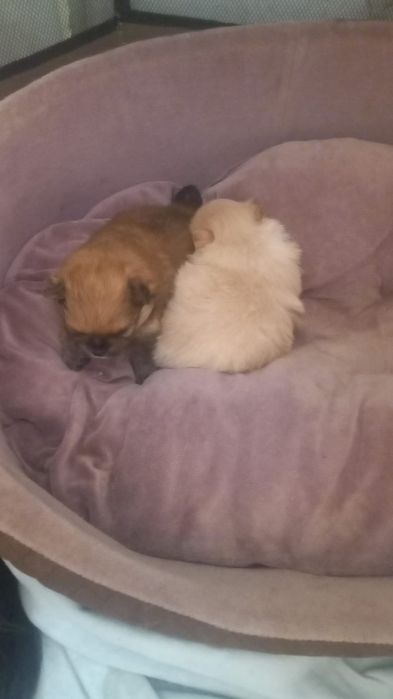 Продам щенков мини шпица