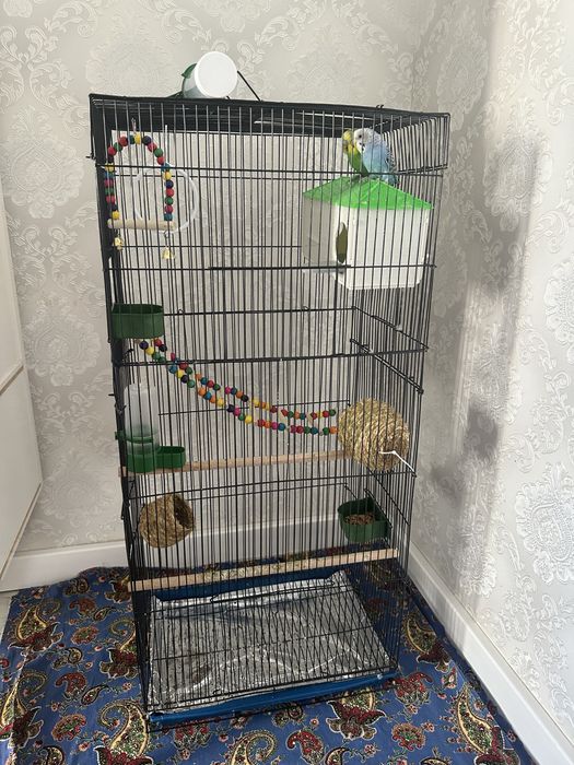 Попугай сатылады