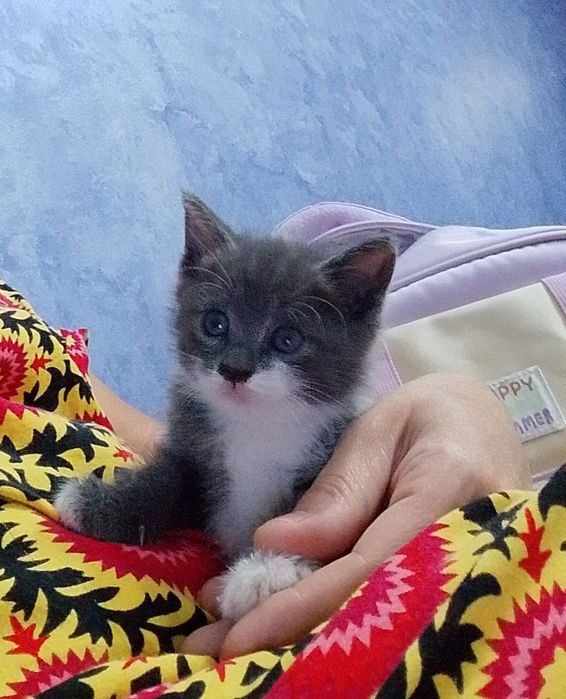 Котёнок девочка бесплатно