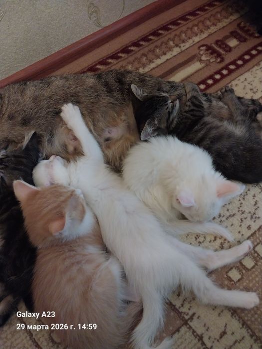 Отдам котят в добрые,заботливые руки,домашние. Звонить по номеру 90 71