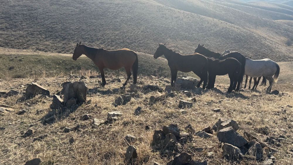 Уйр жылкы сатылады