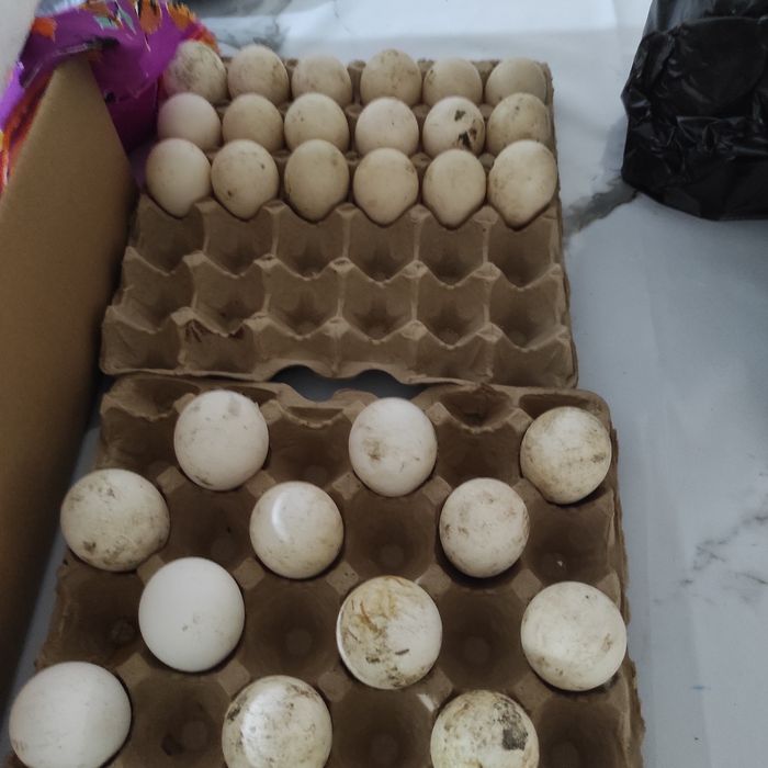 Яйца на инкубацию