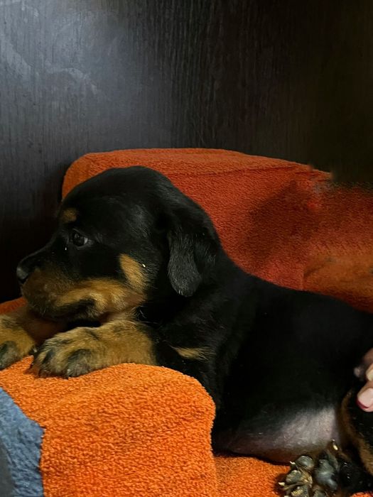 Щенки ротвейлера