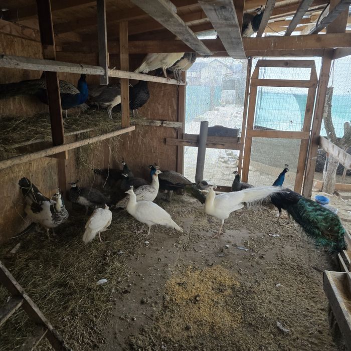 Vand pauni standard si umăr negru