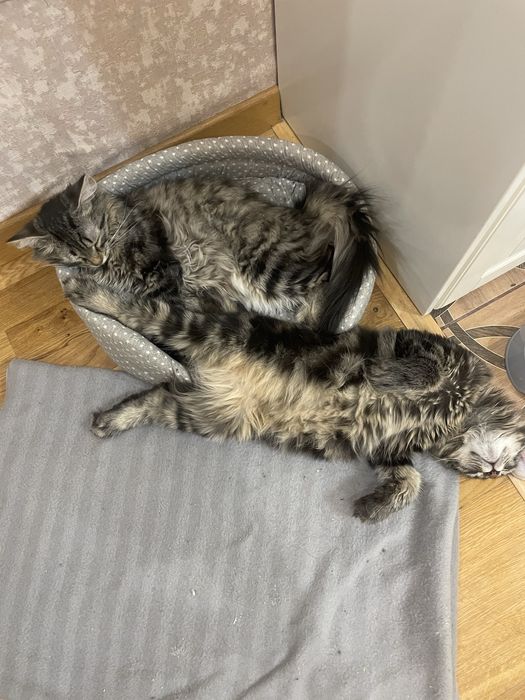В добрые руки доверю кота и кошку
