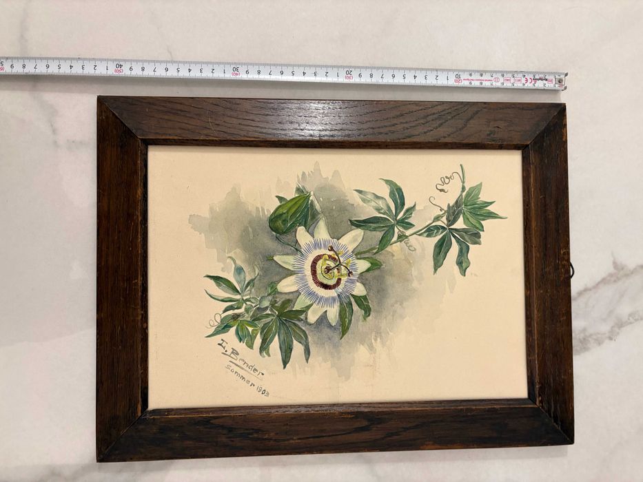 Pictura acuarelă „Floarea Pasiunii” de Johann Bender - Austria 1903