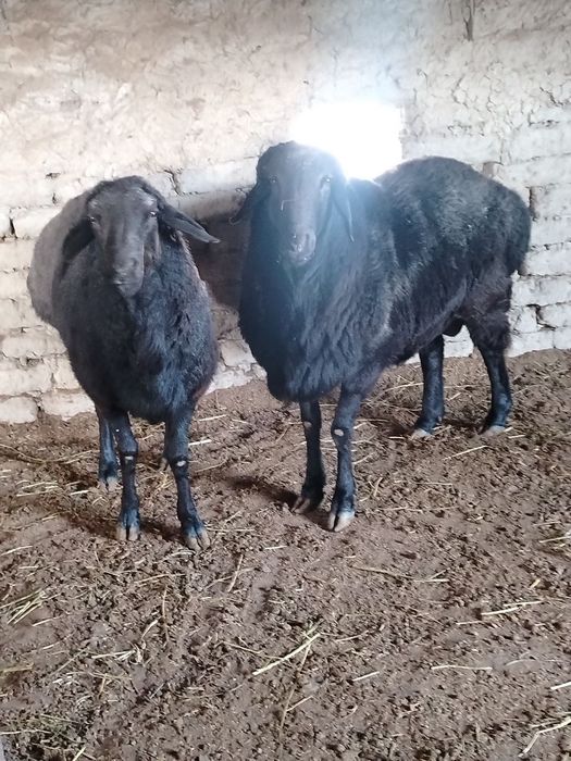 Qo'chqorlar sotiladi!!!