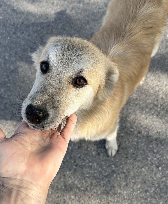 Отдам щенка девочку, в добрые руки