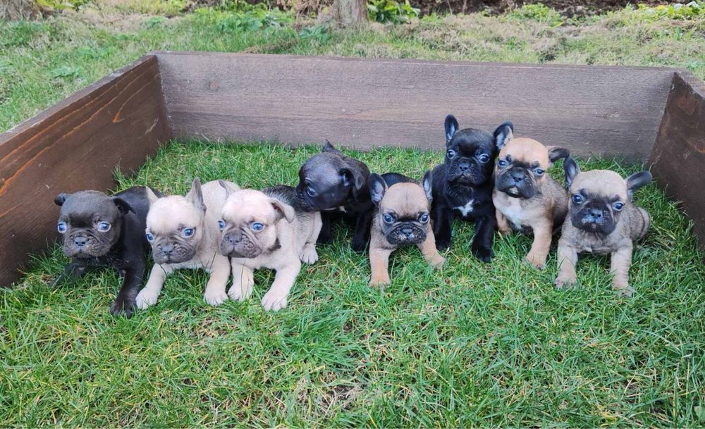 Френски  булдог