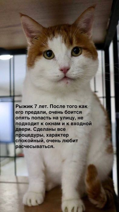 Кот Рыжик ищет семью!