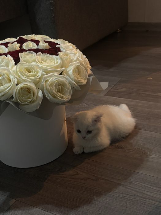 Продам вислоухую кошечку