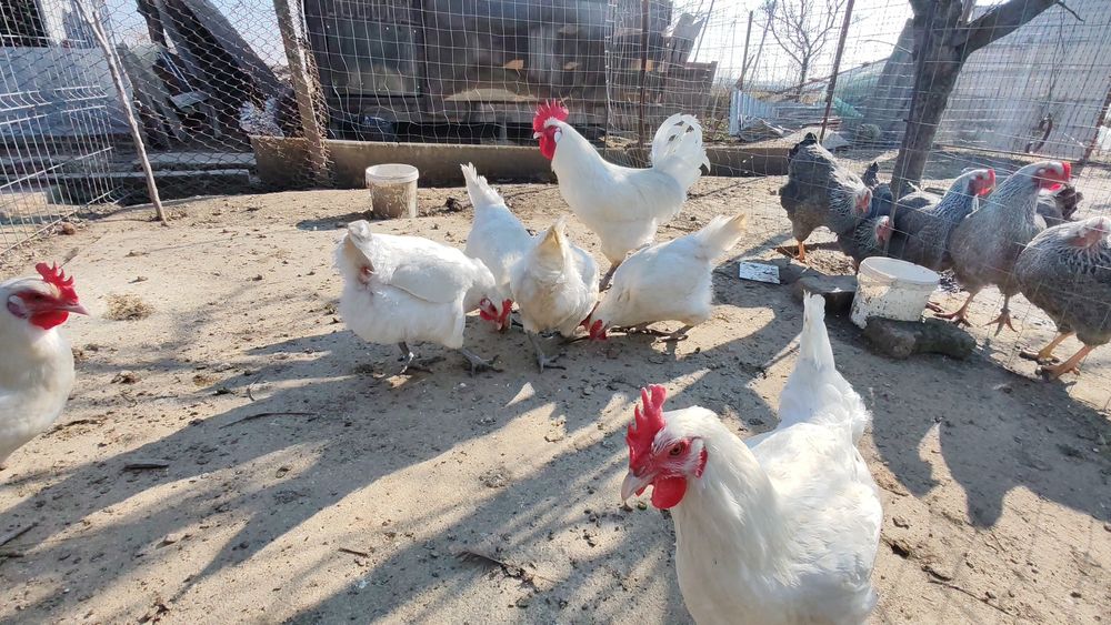 Cocosi La Bresse alb