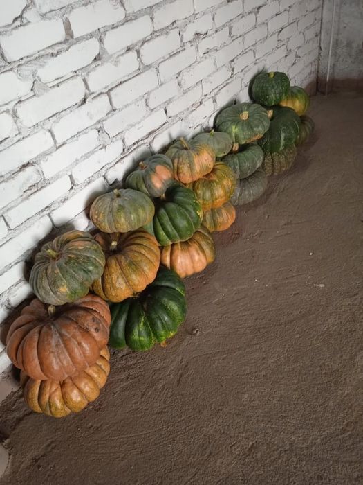 Продам тыквы 300тг/кг