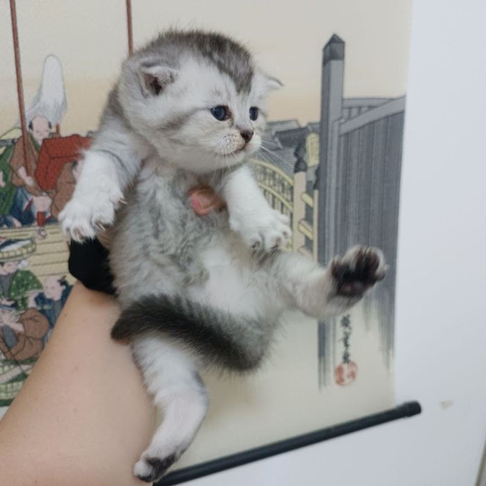 Продается котёнок серебристый шиншилл