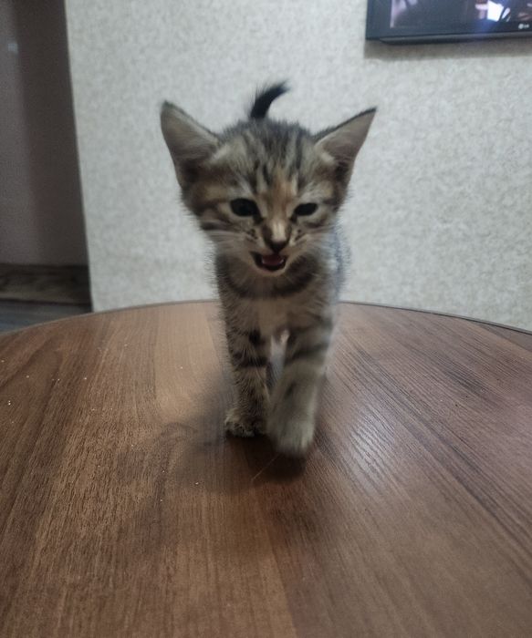Котёнок отдам срочно