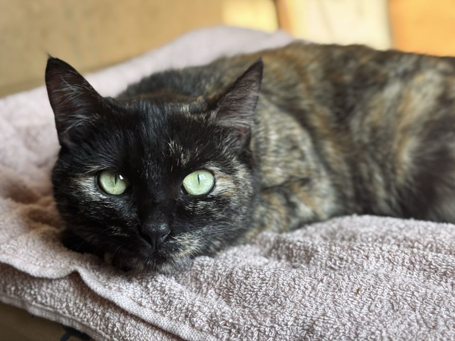 Ласковая кошечка