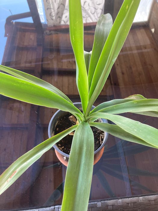 Цвете шафлера(шарена и Юка в саксия