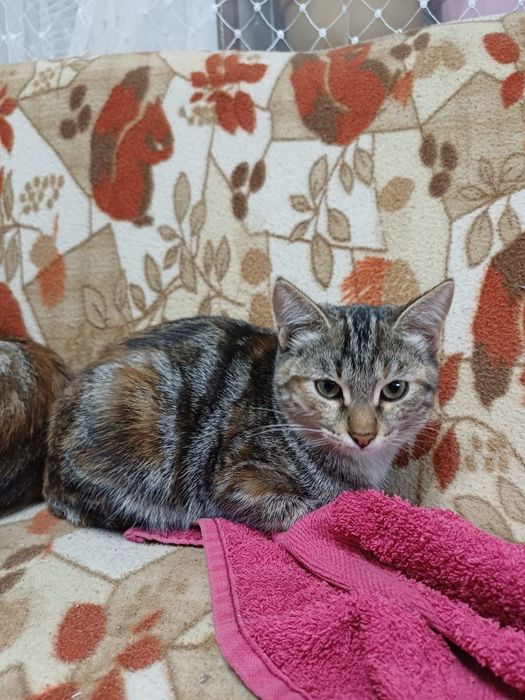 Котята бесплатно!
