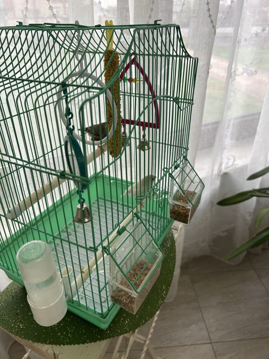 Pasare zebra australiana