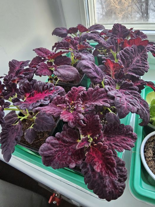 Колеус 500 тг...