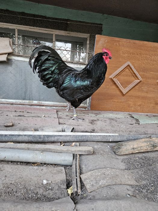 Разплодни яйца от черен и син австралорп