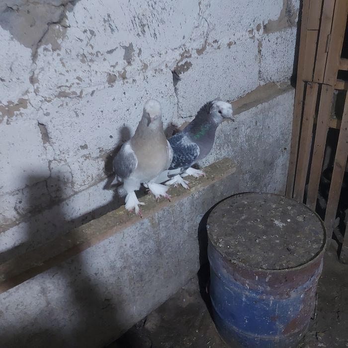 Тала насачуби двух чуби оба самец